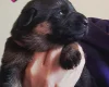 German Shepherd (Alsatian)