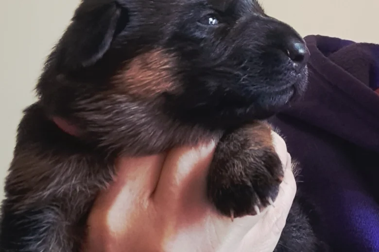 German Shepherd (Alsatian)