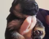 German Shepherd (Alsatian)