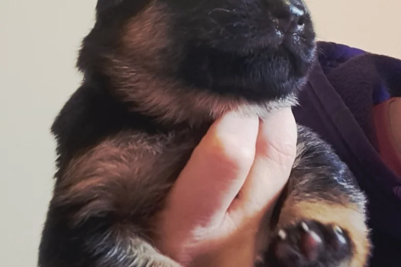 German Shepherd (Alsatian)