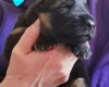 German Shepherd (Alsatian)
