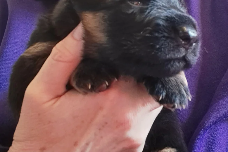 German Shepherd (Alsatian)