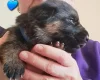 German Shepherd (Alsatian)