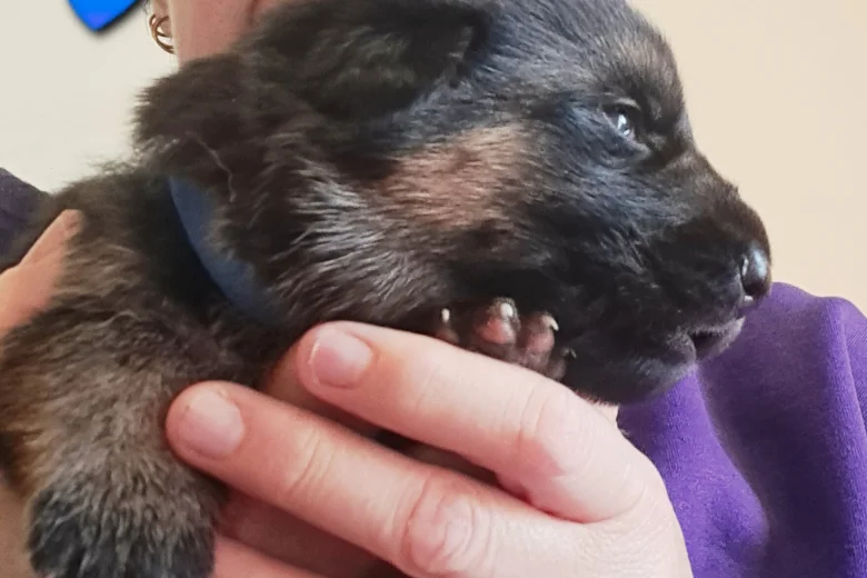German Shepherd (Alsatian)