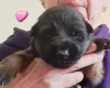 German Shepherd (Alsatian)