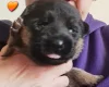 German Shepherd (Alsatian)