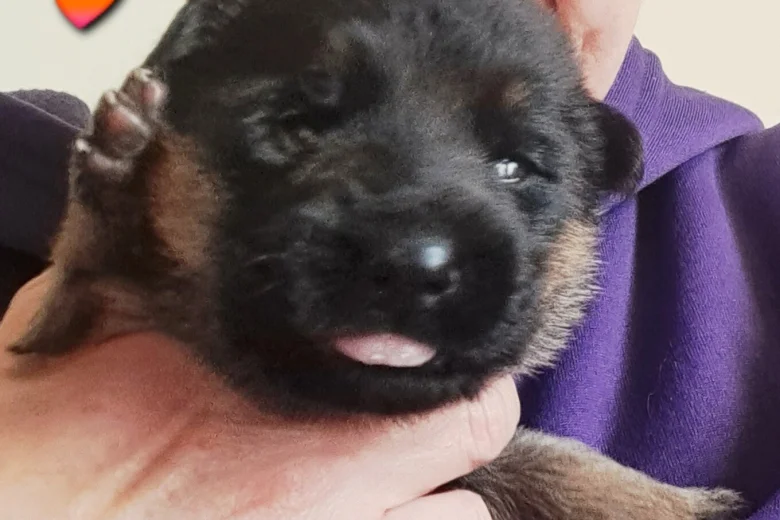 German Shepherd (Alsatian)