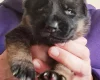 German Shepherd (Alsatian)