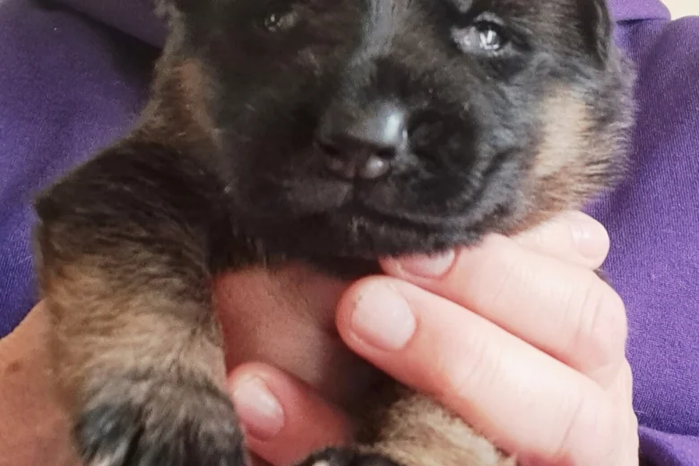 German Shepherd (Alsatian)