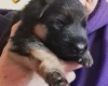 German Shepherd (Alsatian)