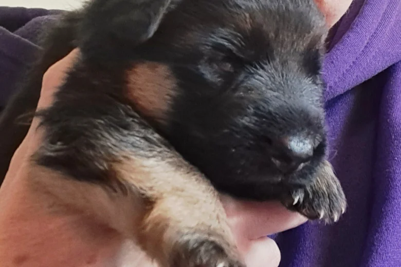 German Shepherd (Alsatian)