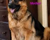 German Shepherd (Alsatian)