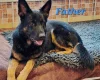 German Shepherd (Alsatian)