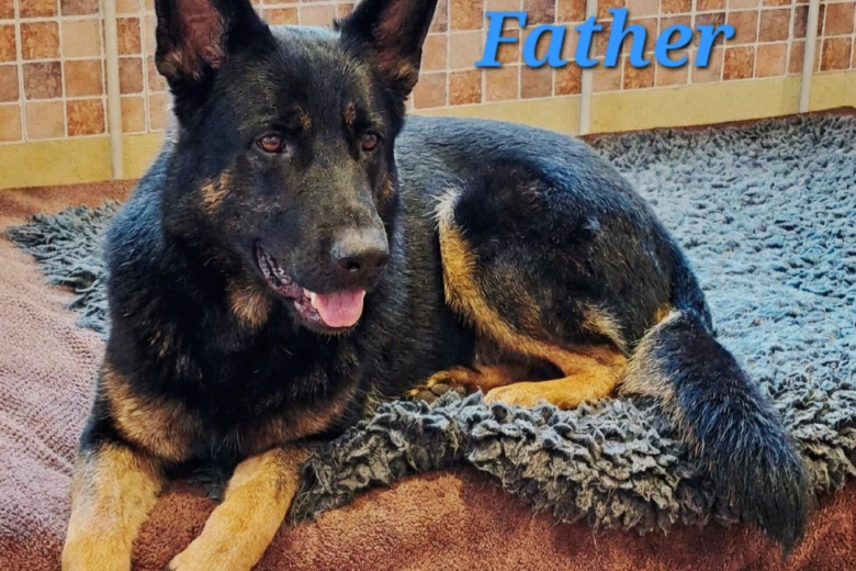 German Shepherd (Alsatian)