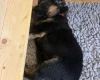 German Shepherd (Alsatian)
