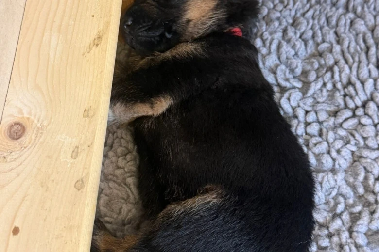 German Shepherd (Alsatian)