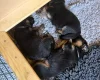 German Shepherd (Alsatian)