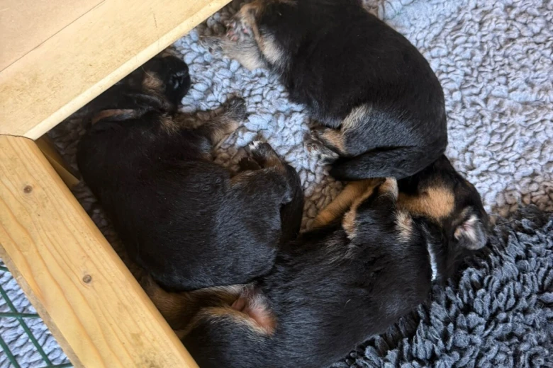 German Shepherd (Alsatian)