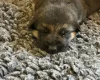 German Shepherd (Alsatian)