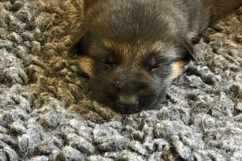 German Shepherd (Alsatian)