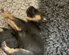 German Shepherd (Alsatian)