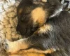 German Shepherd (Alsatian)