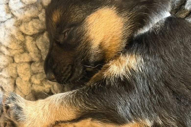 German Shepherd (Alsatian)