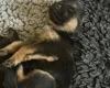 German Shepherd (Alsatian)