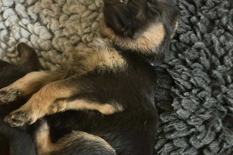 German Shepherd (Alsatian)