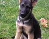 German Shepherd (Alsatian)