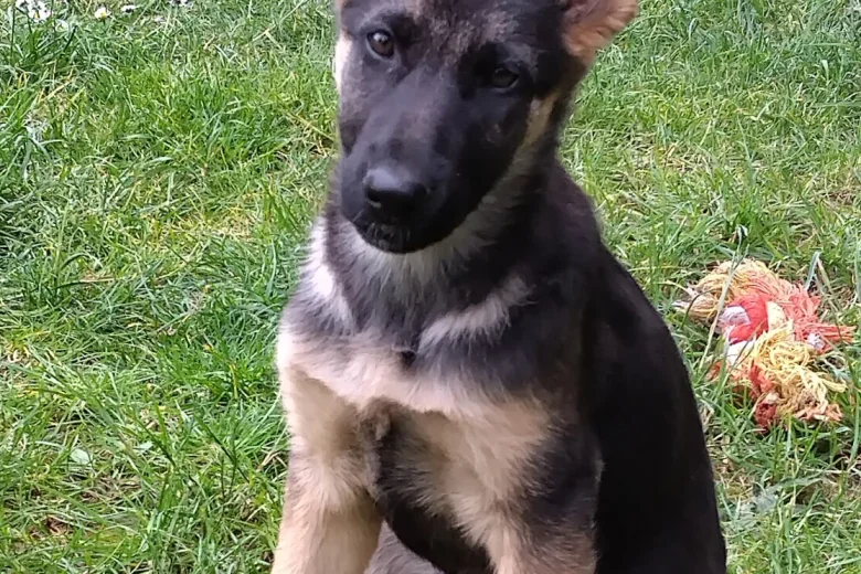 German Shepherd (Alsatian)