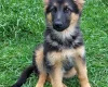 German Shepherd (Alsatian)