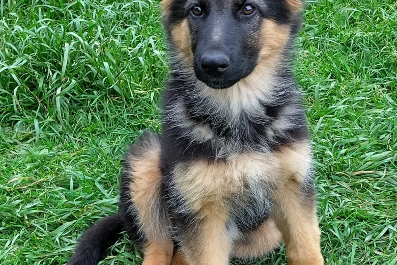 German Shepherd (Alsatian)