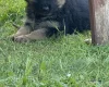German Shepherd (Alsatian)