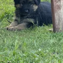 German Shepherd (Alsatian)