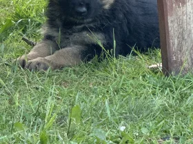 German Shepherd (Alsatian)