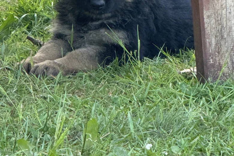German Shepherd (Alsatian)