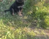German Shepherd (Alsatian)