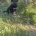 German Shepherd (Alsatian)