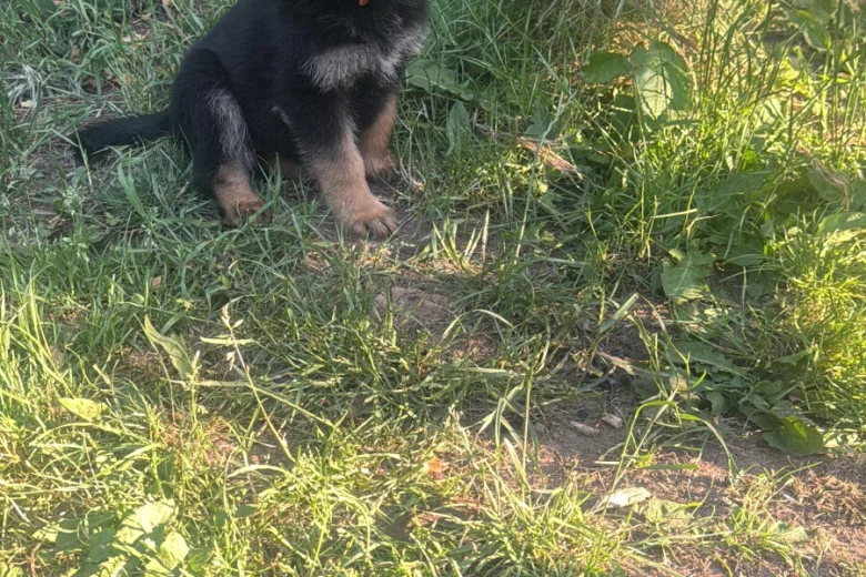 German Shepherd (Alsatian)