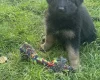 German Shepherd (Alsatian)
