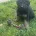 German Shepherd (Alsatian)