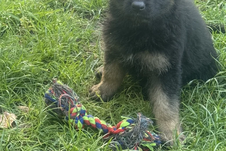 German Shepherd (Alsatian)