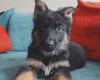 German Shepherd (Alsatian)