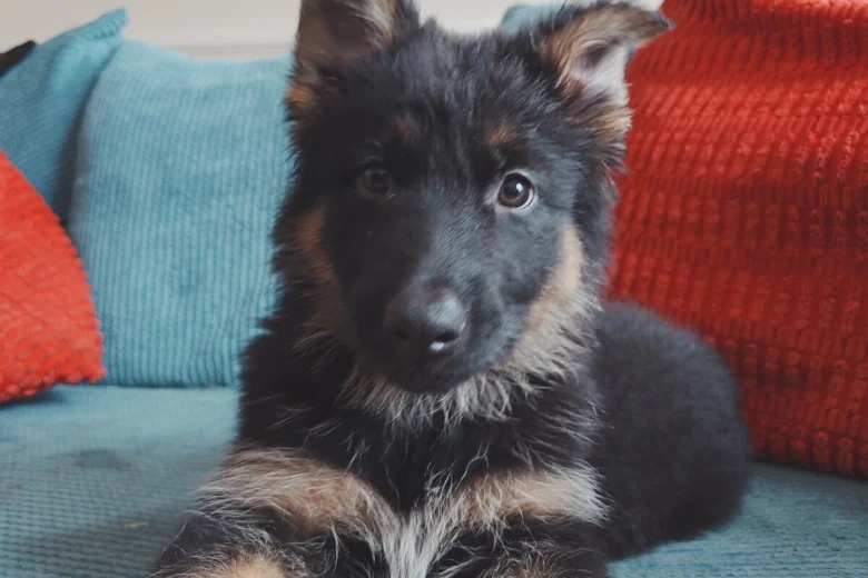 German Shepherd (Alsatian)