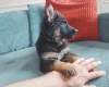 German Shepherd (Alsatian)