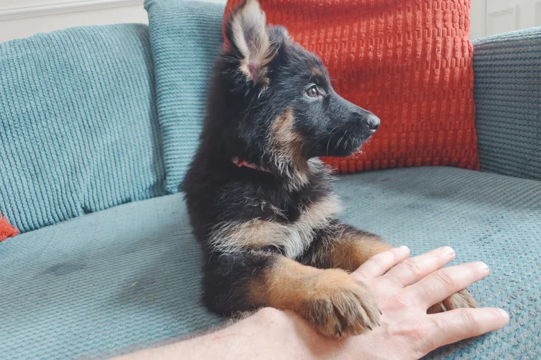 German Shepherd (Alsatian)
