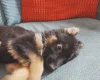 German Shepherd (Alsatian)
