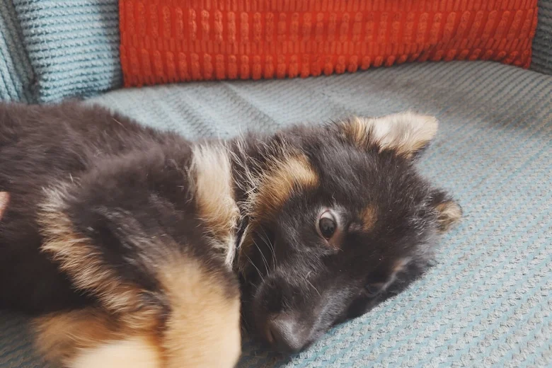 German Shepherd (Alsatian)