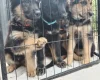German Shepherd (Alsatian)